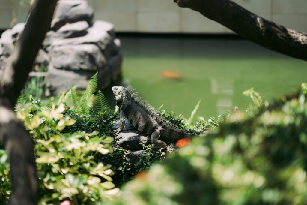 Kayla & Shane Hyatt Regency Aruba Wedding Photo 5