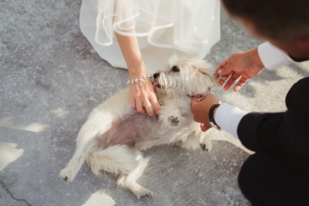 Amazing Wedding Photography Wedding Photo 26